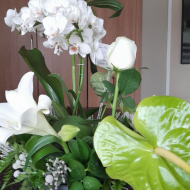 White with Rose