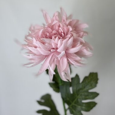 Pink Chrysanthemum Single