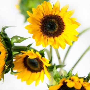 Mini Sunflower Single