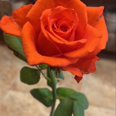 Orange Rose Single