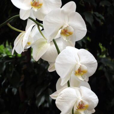 Orchid Single