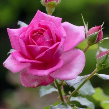 Pink Rose Single