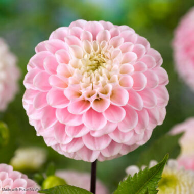 Dahlia Single