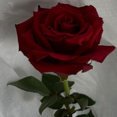 Red Rose Single