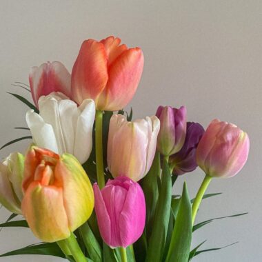 Tulip Single