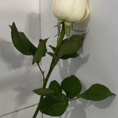 White Rose Single