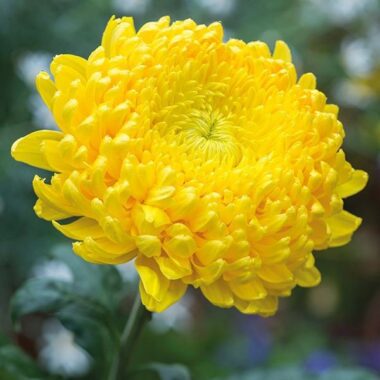 Yellow Chrysanthmum Single