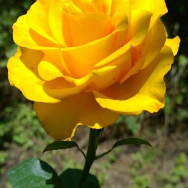 Yellow Rose Single