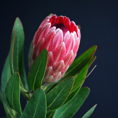 Protea Single