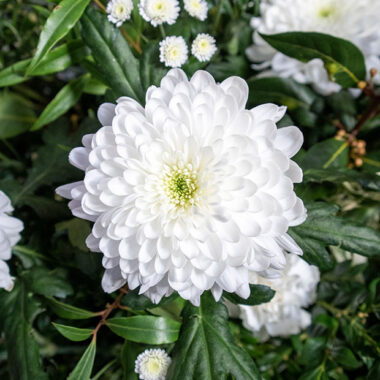 White Chrysanthmum Single